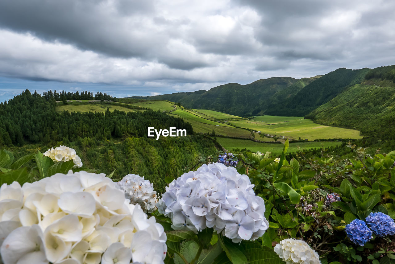 Scenic view of flowering plants against cloudy sky