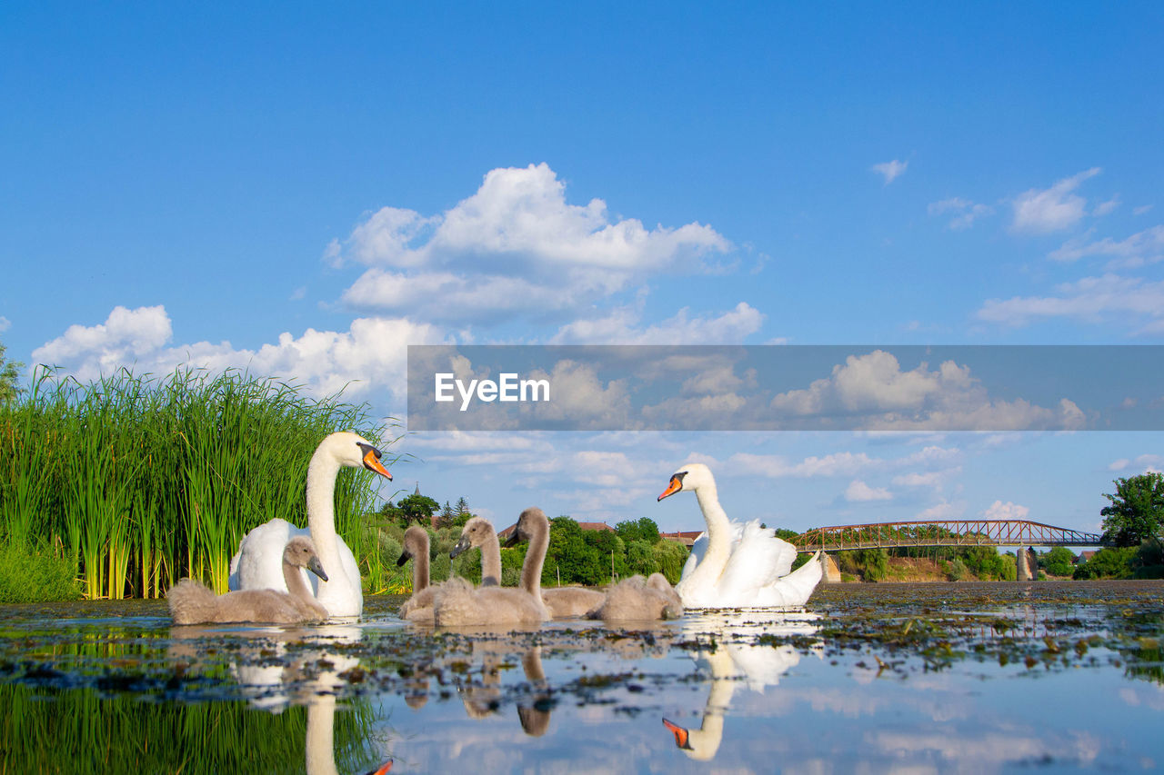 SWANS SWIMMING IN A LAKE