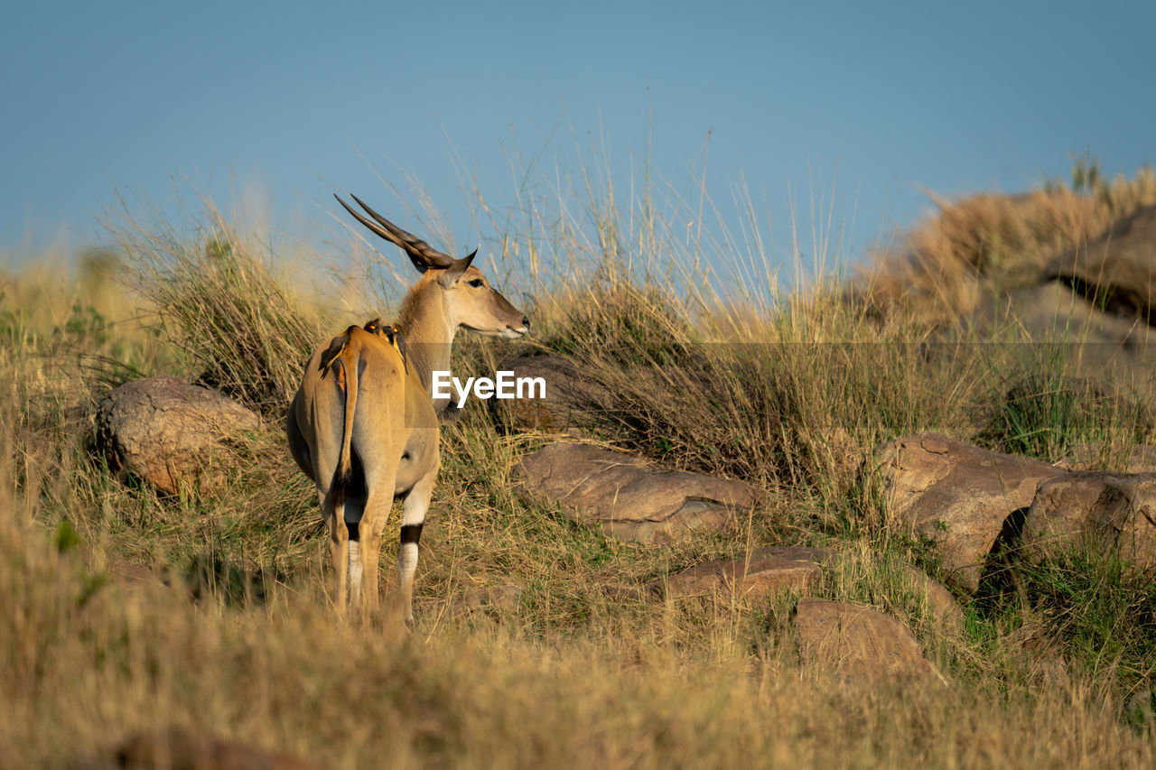 side view of deer standing on field