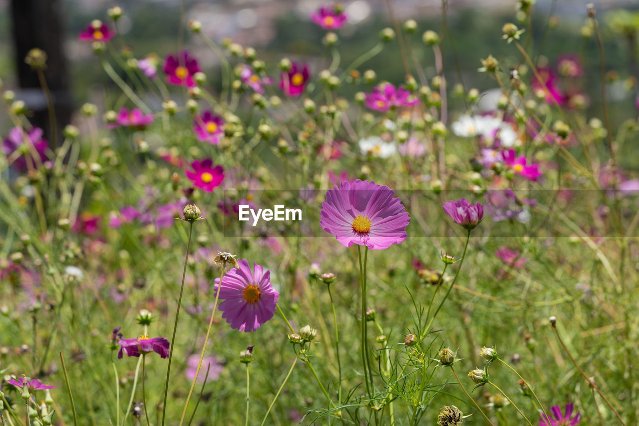 flower, flowering plant, plant, garden cosmos, freshness, beauty in nature, field, meadow, nature, grass, close-up, prairie, pink, fragility, flower head, no people, grassland, growth, petal, inflorescence, summer, wildflower, land, focus on foreground, environment, natural environment, outdoors, purple, medicine, green, plain, selective focus, day, botany, daisy, springtime, cosmos flower, multi colored, cosmos, landscape, sunlight, lawn, flowerbed, macro photography