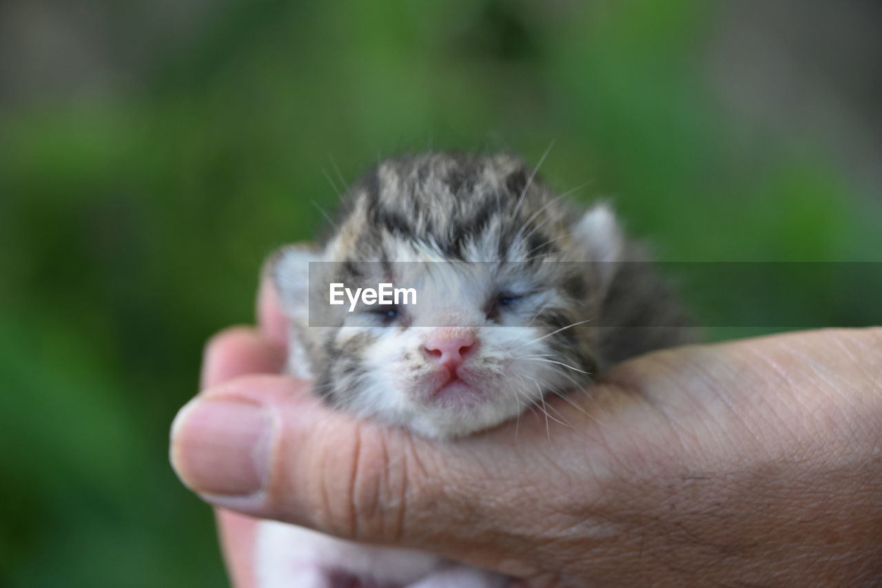 Cropped hand holding kitten