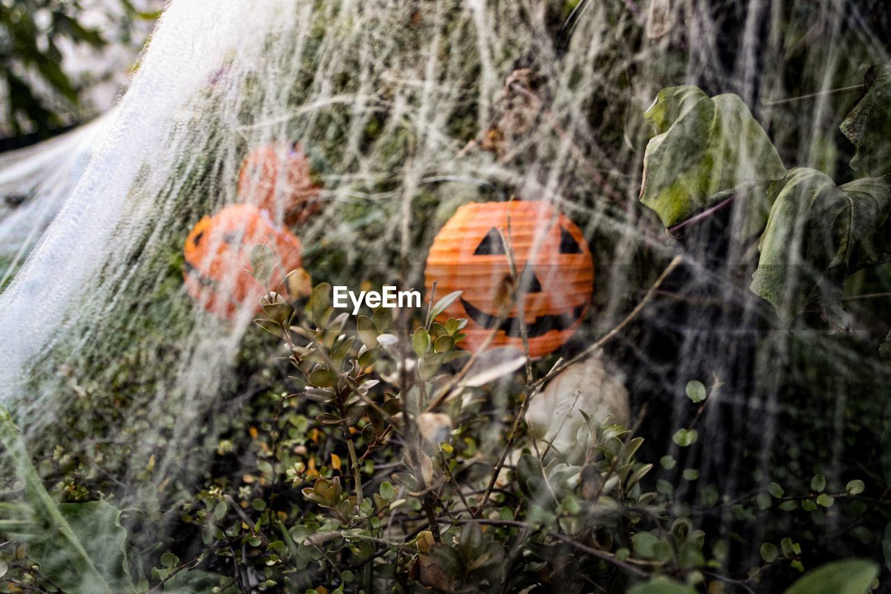 Close-up of halloween pumpkins behind spiderwebs 