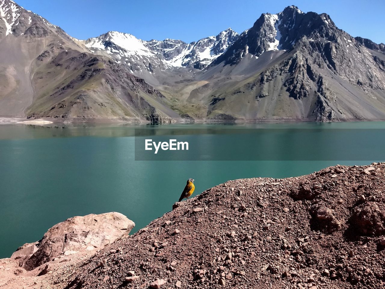 Yellow bird stands on a rock at embalse el yeso, chile