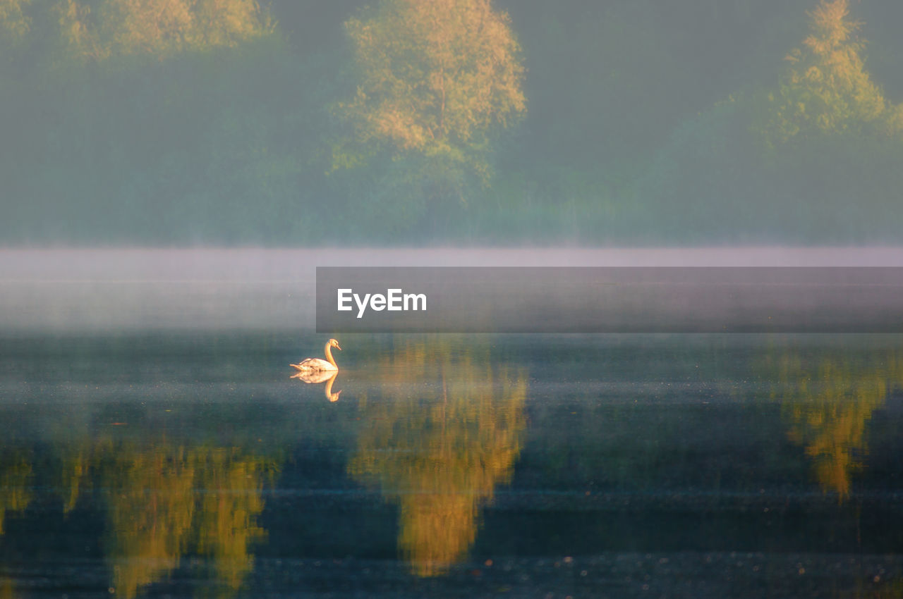 Swan at early morning on a lake 