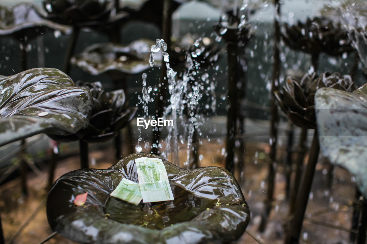 Close-up of currency on wet leaf