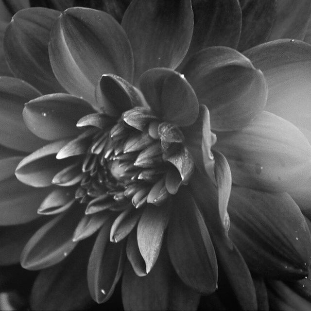 CLOSE-UP OF FRESH DAHLIA