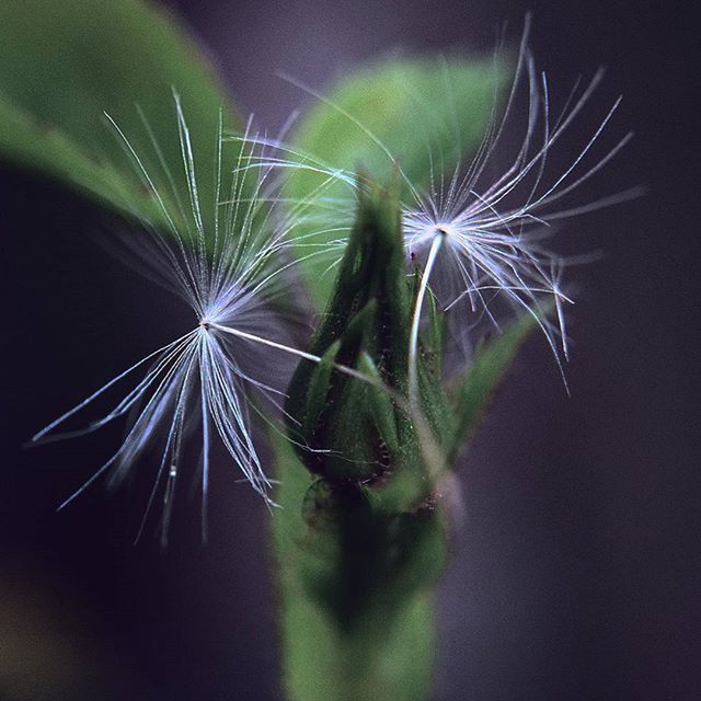 CLOSE-UP OF FLOWERS AGAINST BLURRED BACKGROUND