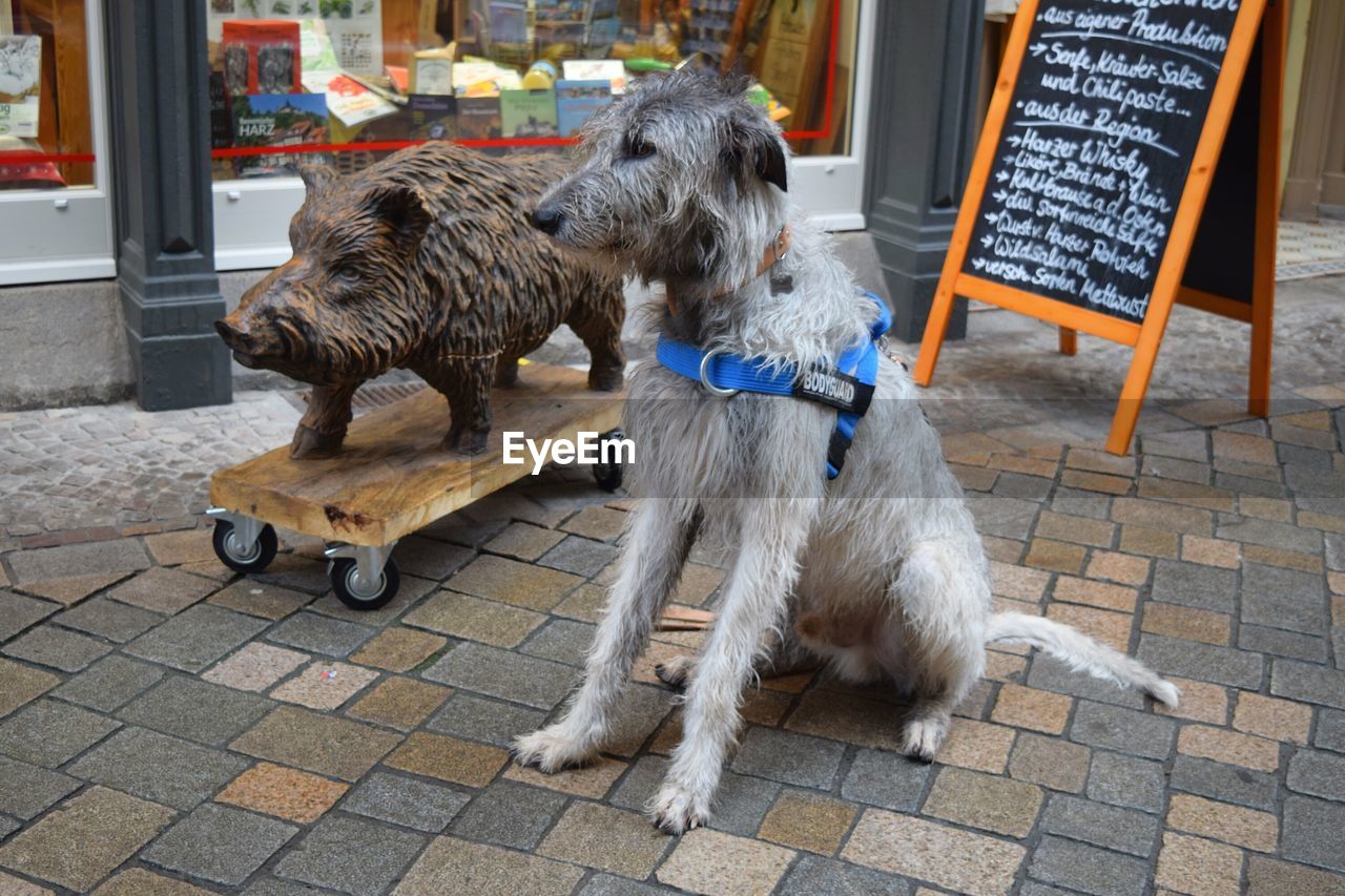 DOG WITH DOGS ON FLOOR