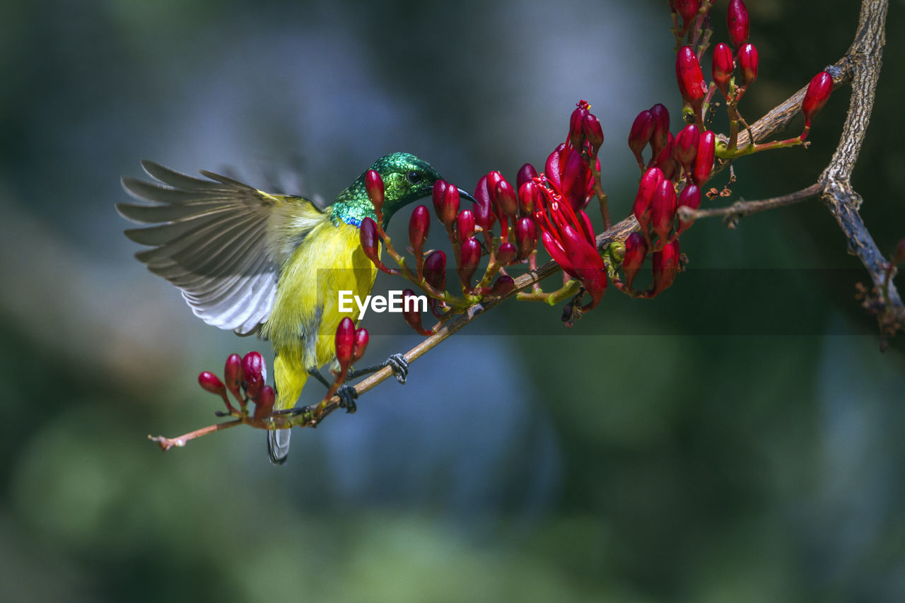 CLOSE-UP OF A BIRD FLYING OVER A BRANCH