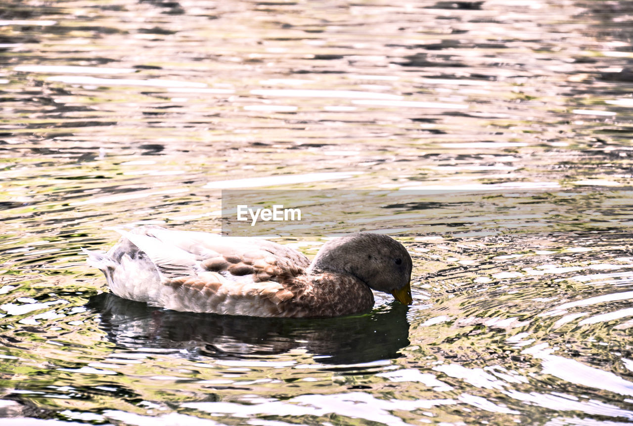 DUCK SWIMMING IN LAKE