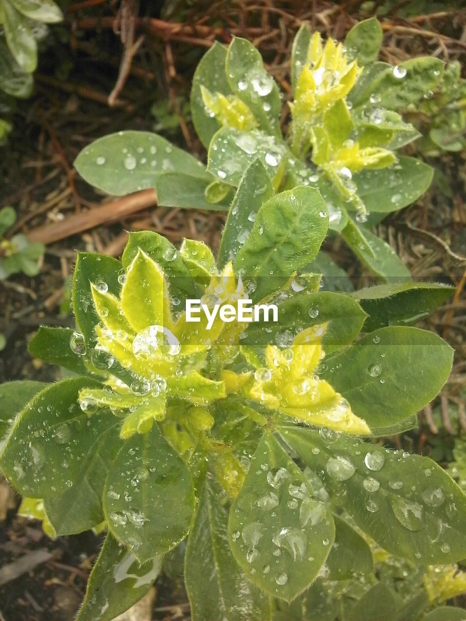 CLOSE-UP OF WET LEAVES