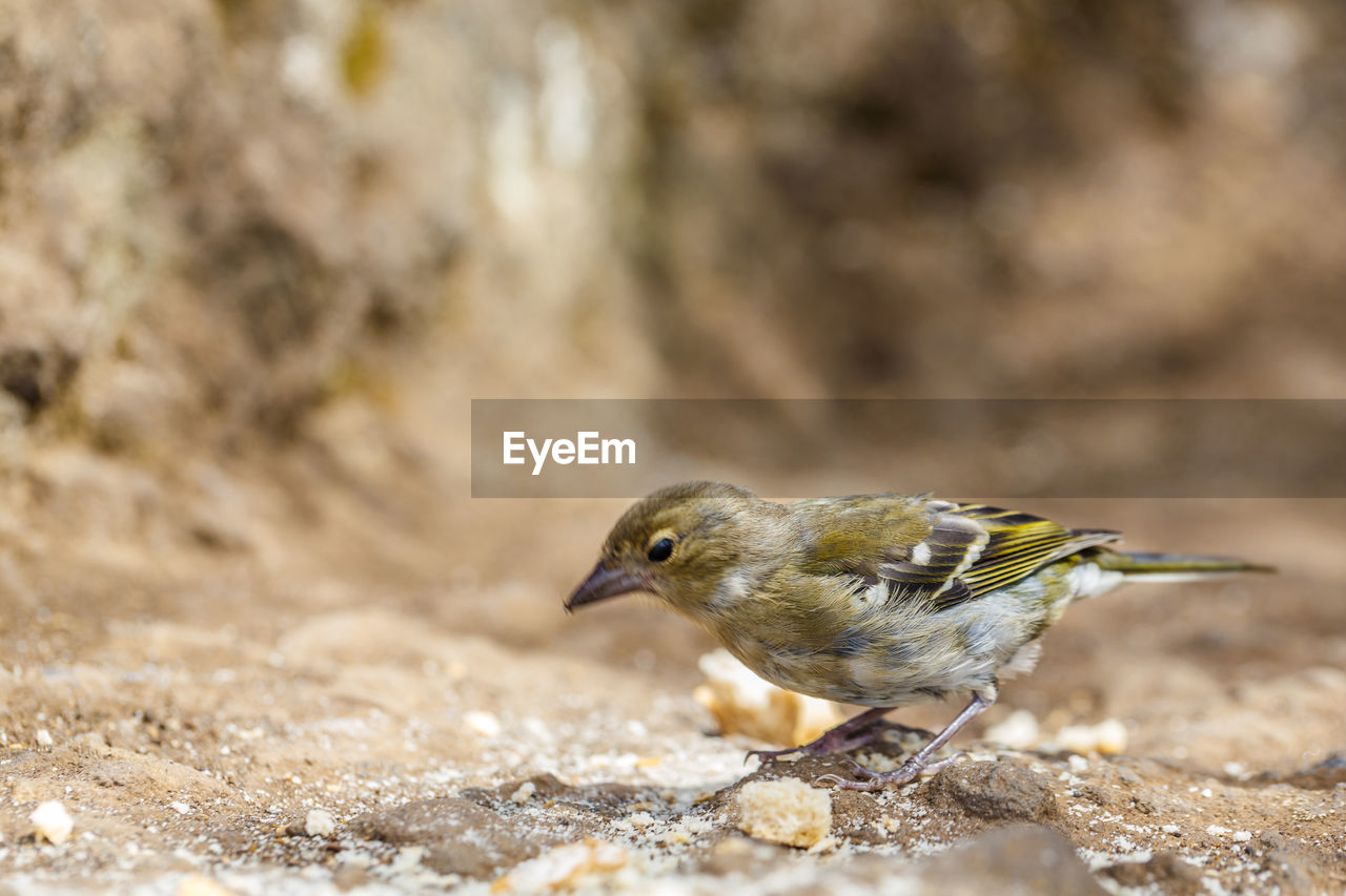 CLOSE-UP OF BIRD PERCHING ON SHORE