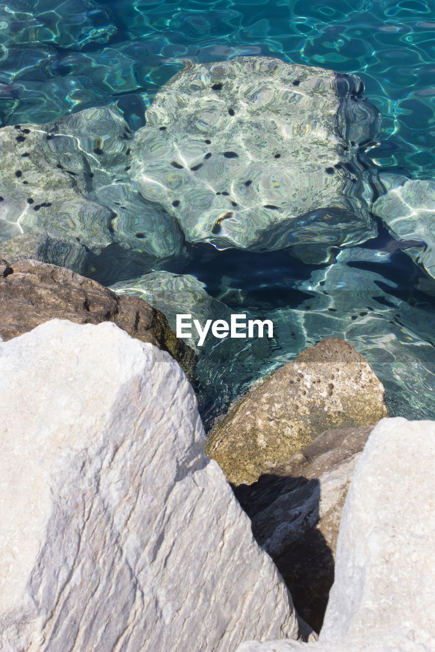 High angle view of sea urchins over rock in undersea