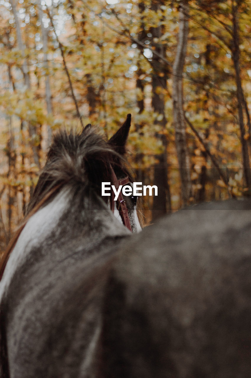 Close-up of a horse in forest