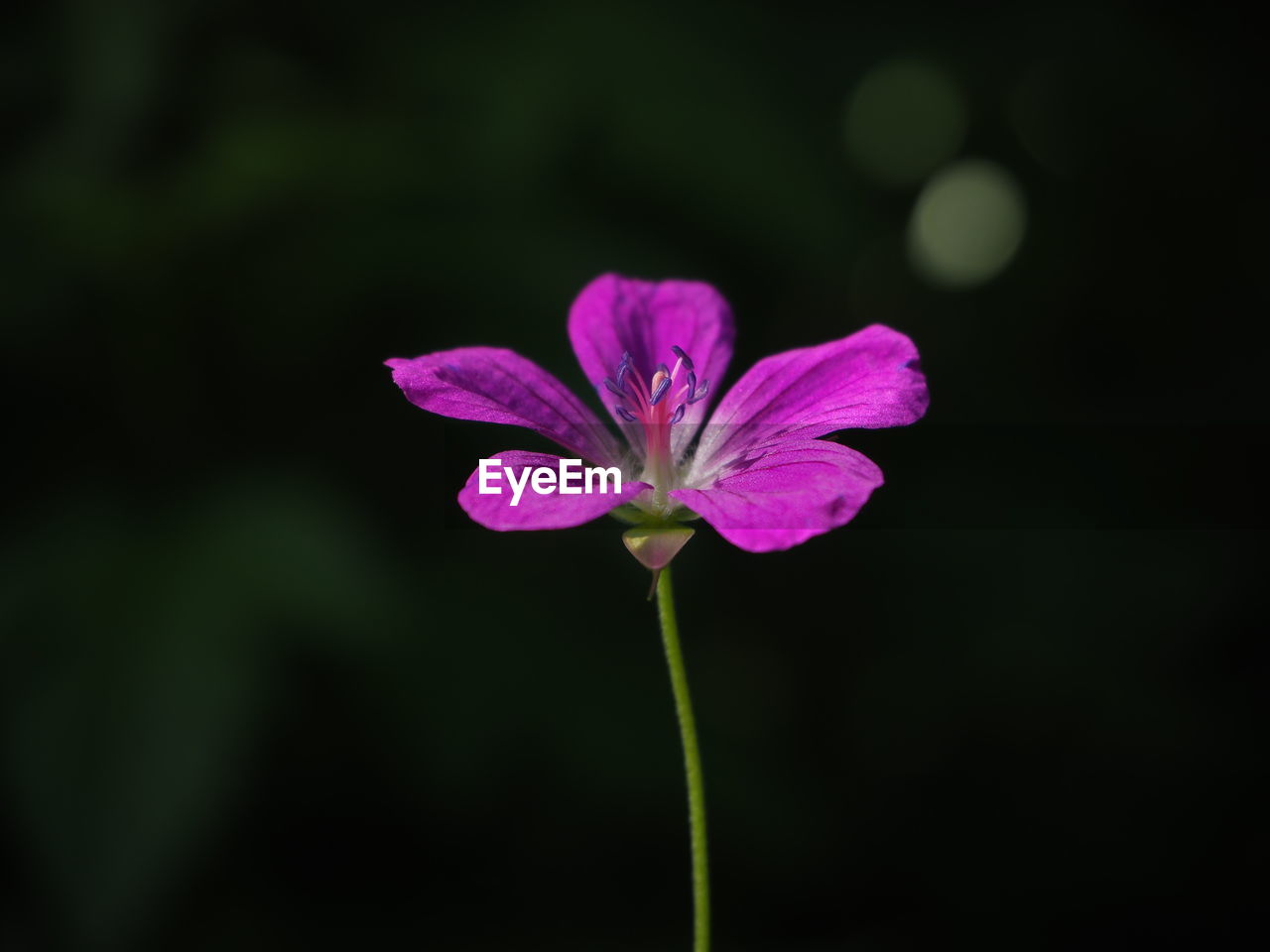 CLOSE-UP OF FLOWER BLOOMING