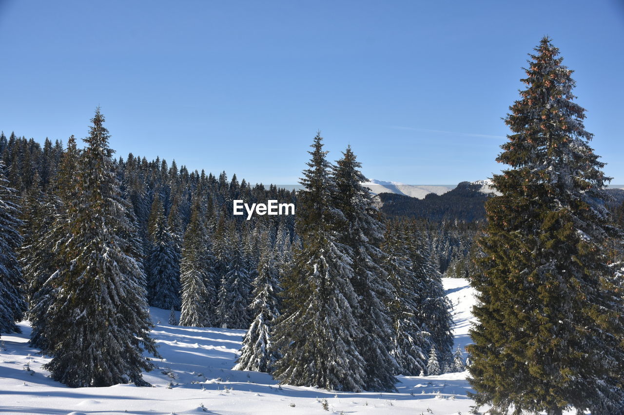 Pine trees on snow covered land against sky