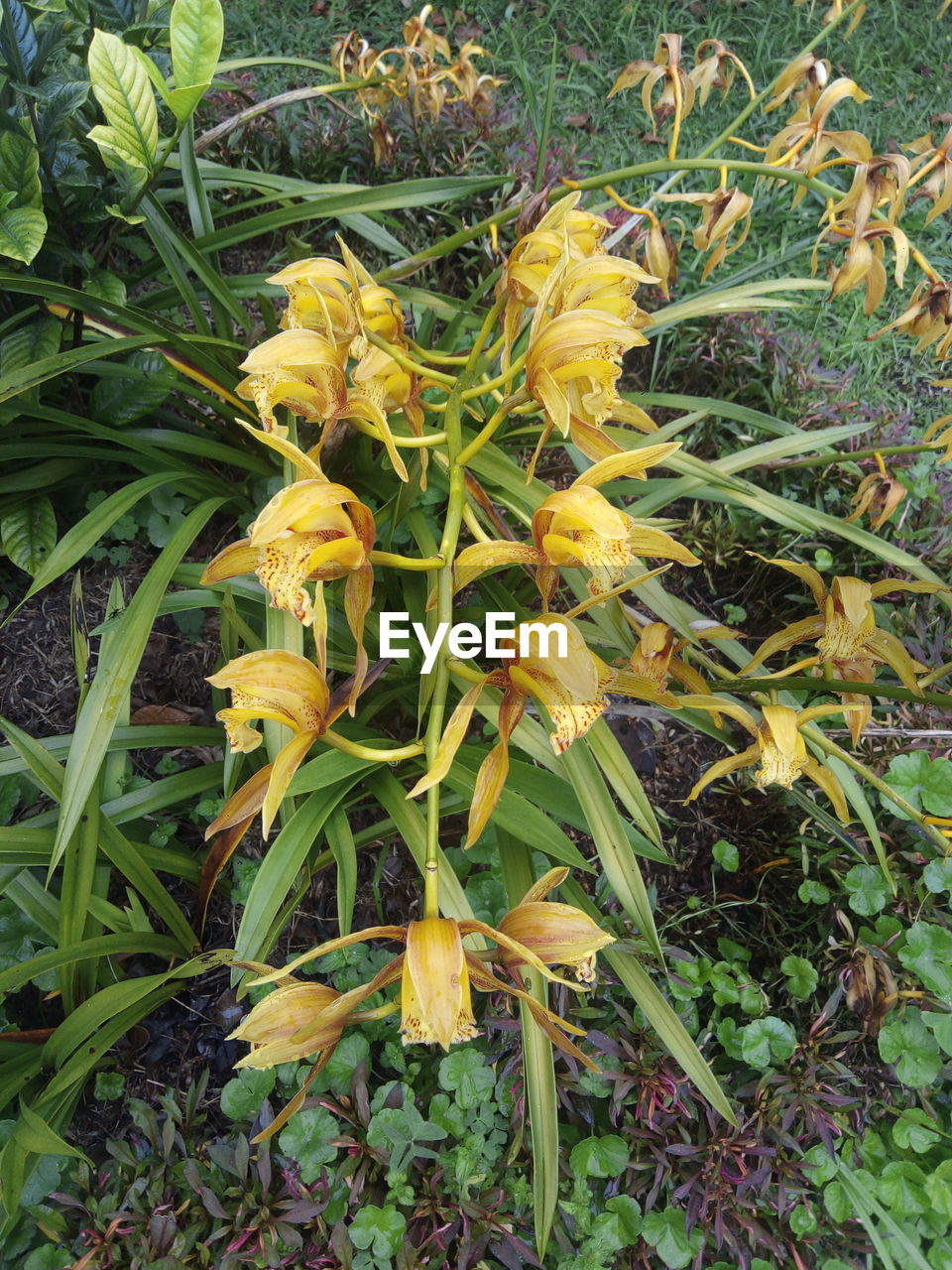 plant, growth, beauty in nature, green, nature, yellow, flower, flowering plant, no people, freshness, plant part, day, field, high angle view, leaf, close-up, land, fragility, wildflower, outdoors, grass