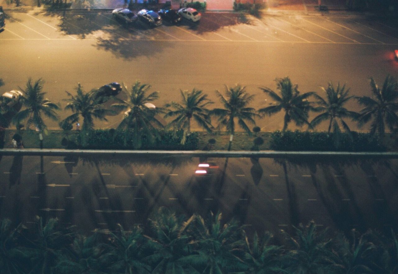 CLOSE-UP OF PALM TREES AND PLANTS AT NIGHT