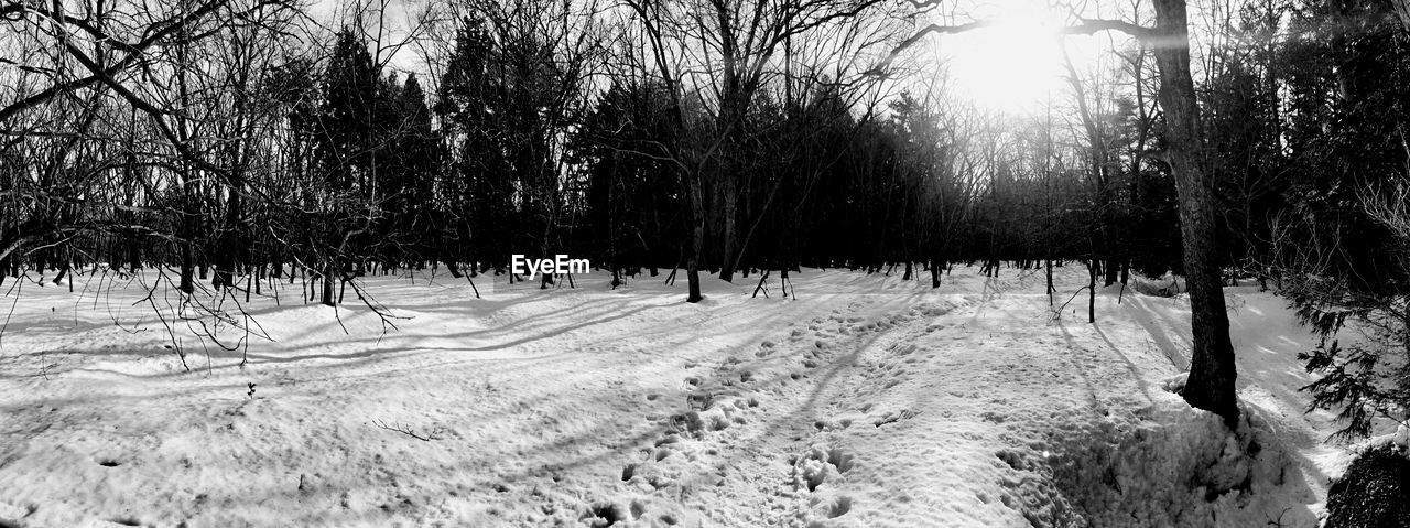 Panoramic view of bare trees on snowcapped field during winter