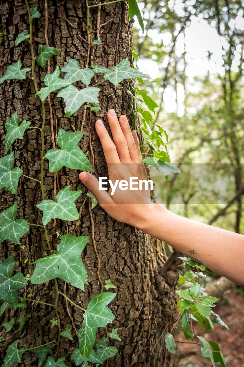 MIDSECTION OF PERSON TOUCHING TREE