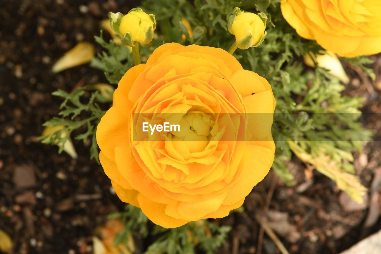 CLOSE-UP OF YELLOW ROSE IN GARDEN