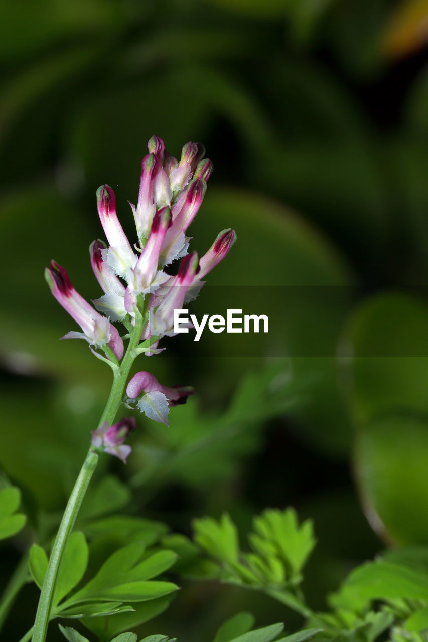 CLOSE-UP OF FLOWER GROWING OUTDOORS