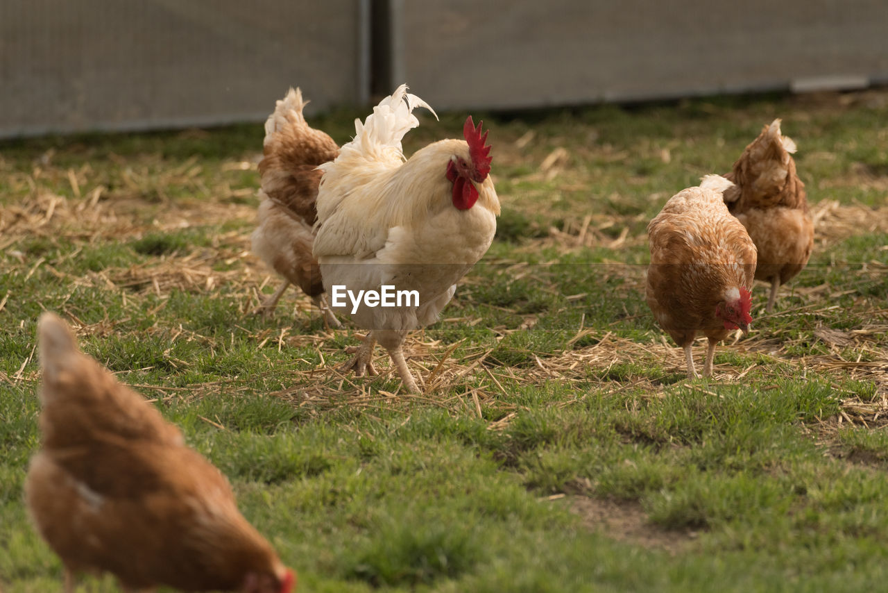 Close-up of roosters and hens on field