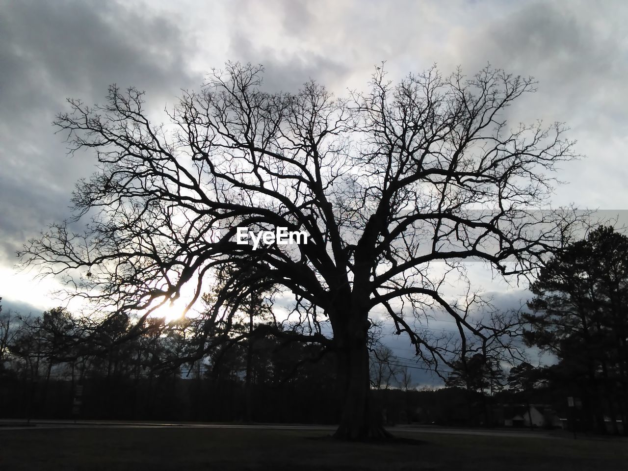 SILHOUETTE OF BARE TREE AGAINST SKY