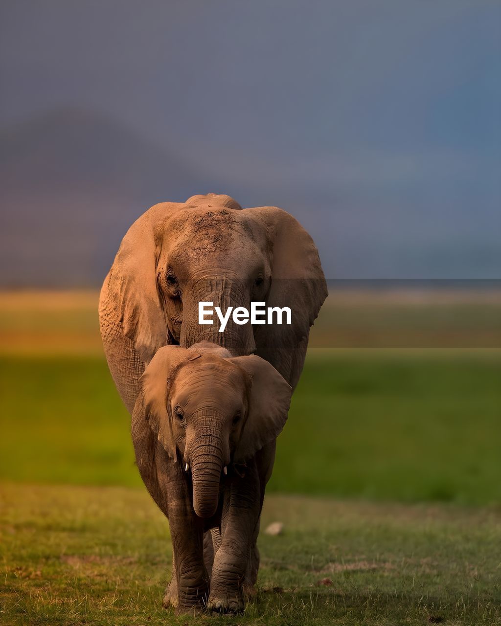 Elephant drinking water