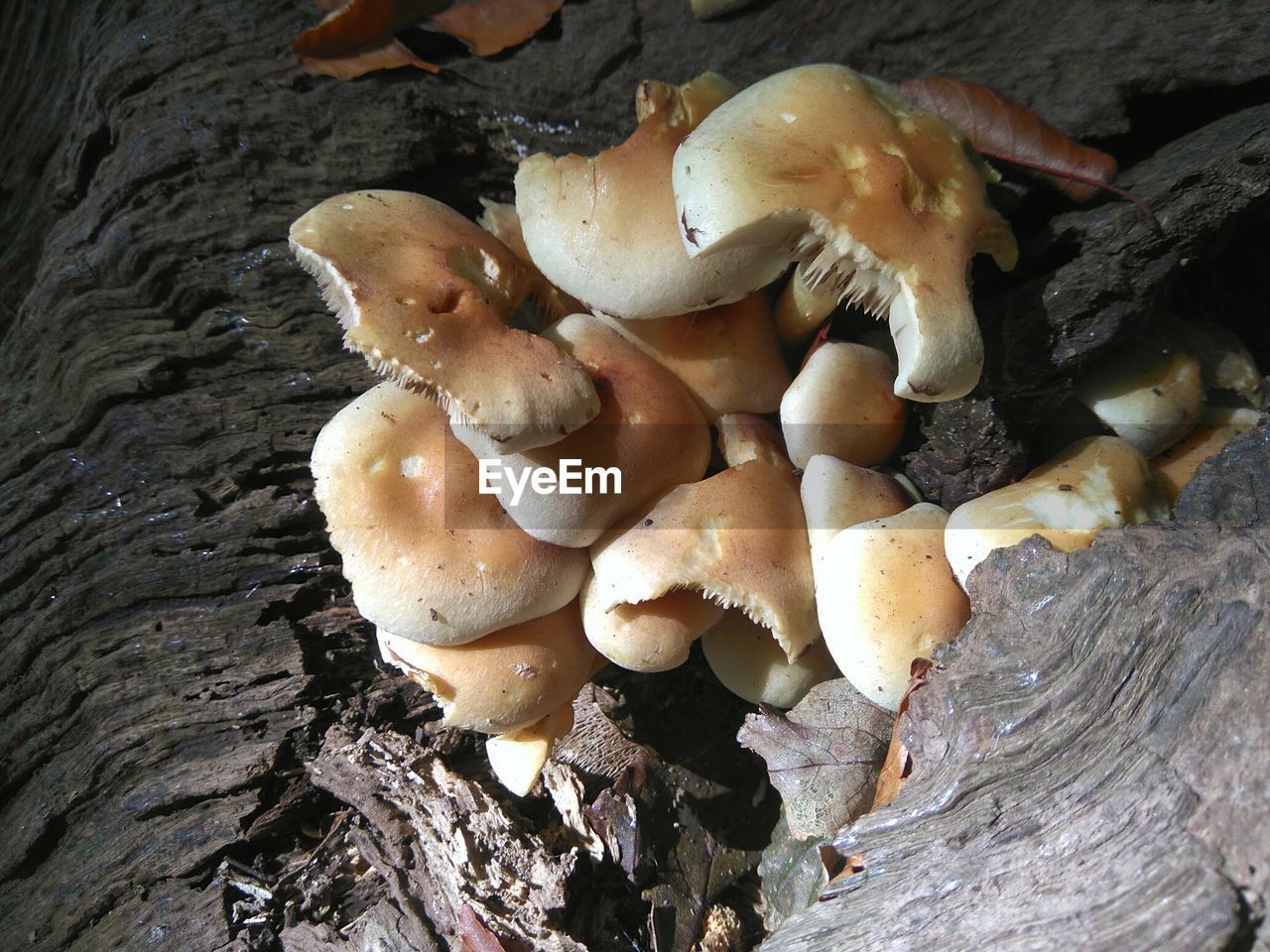 CLOSE-UP OF MUSHROOMS ON TREE TRUNK