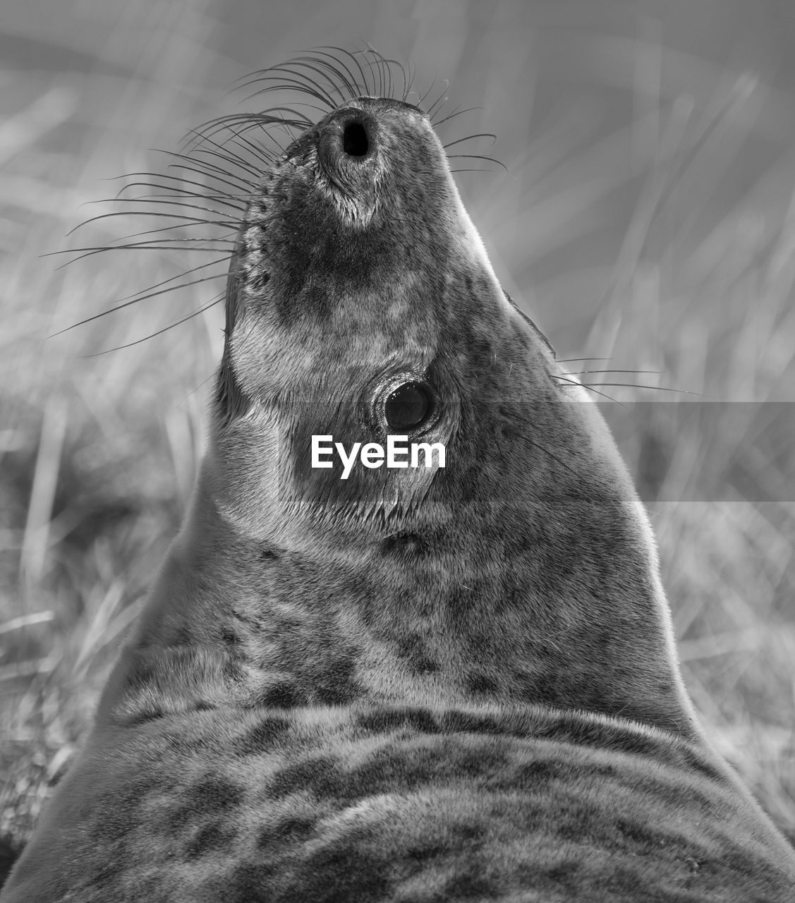 Close-up of grey seal on field