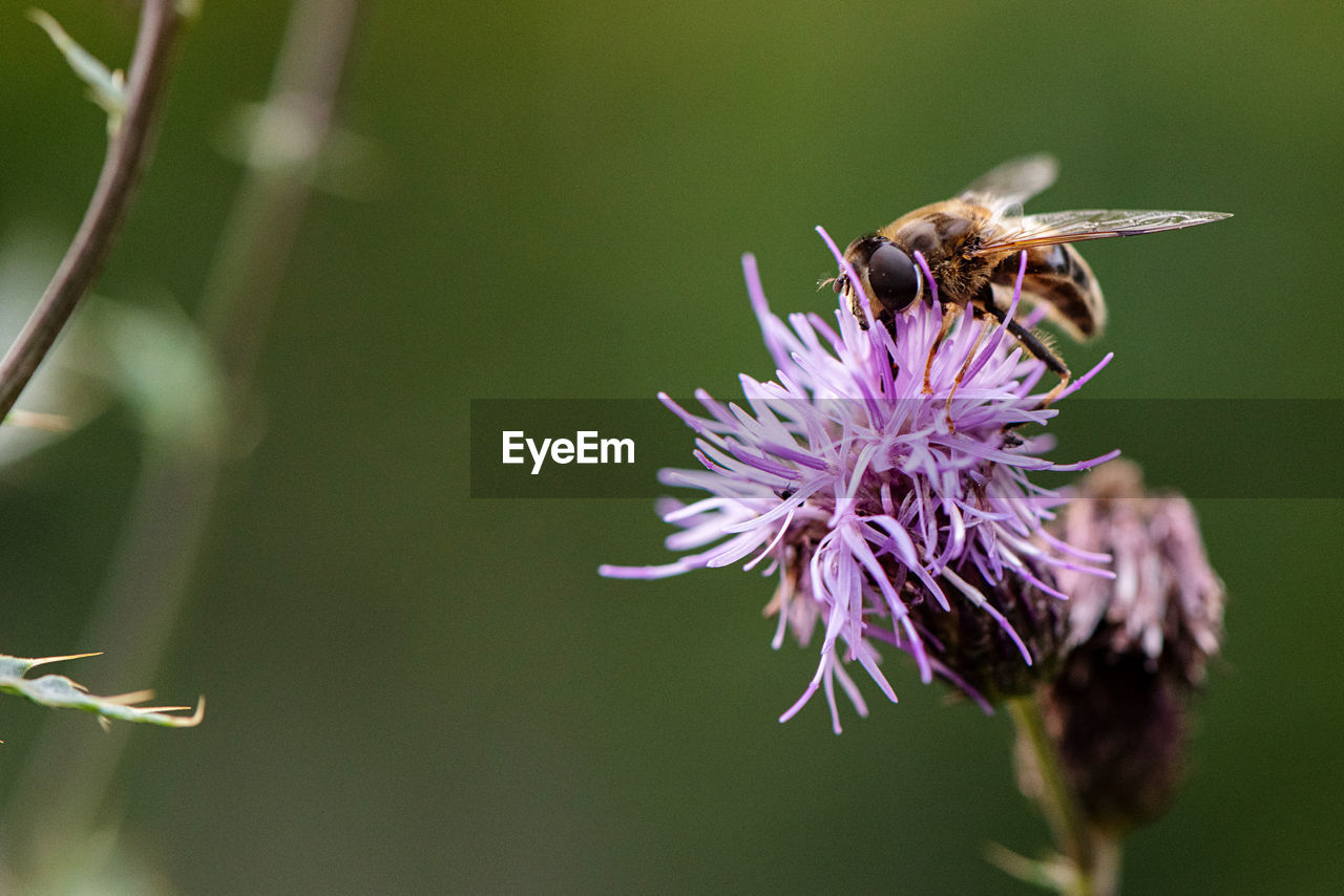 CLOSE-UP OF BEE ON FLOWER