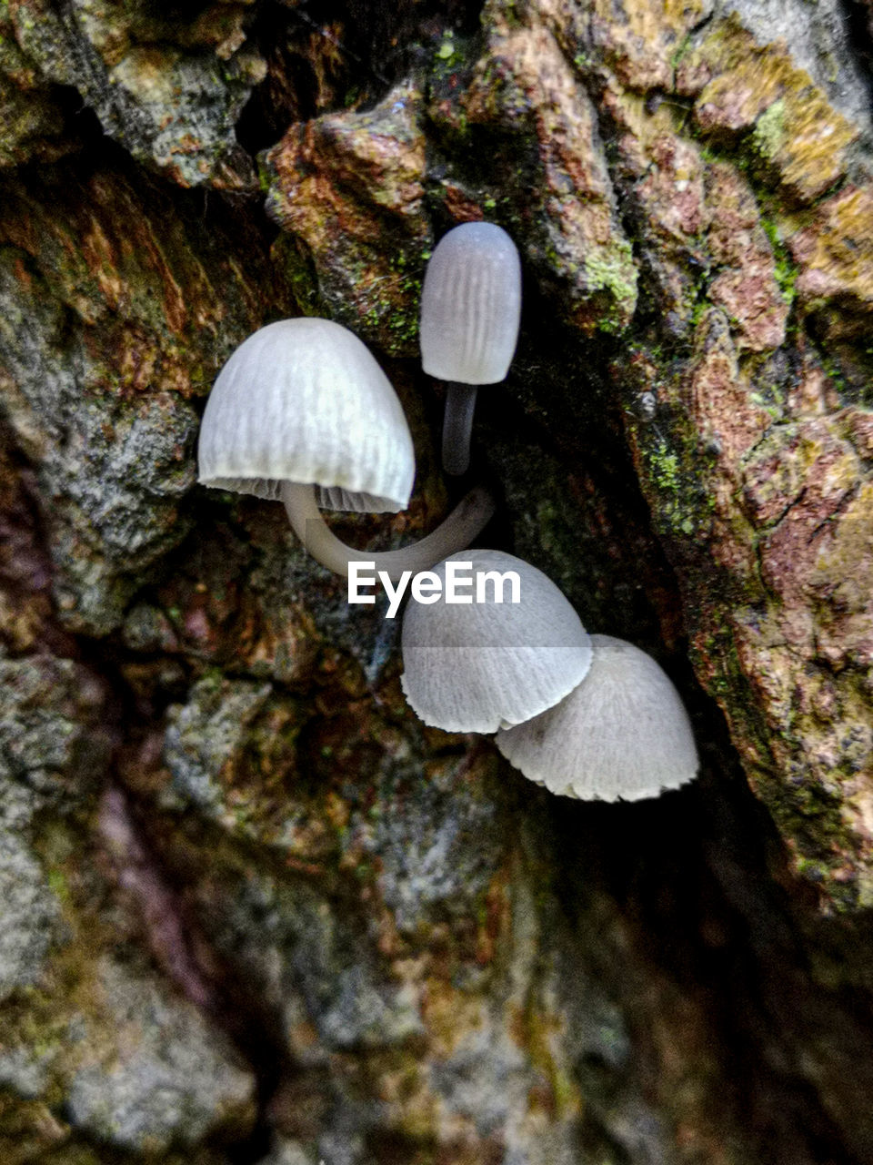 CLOSE-UP OF MUSHROOM GROWING ON TREE