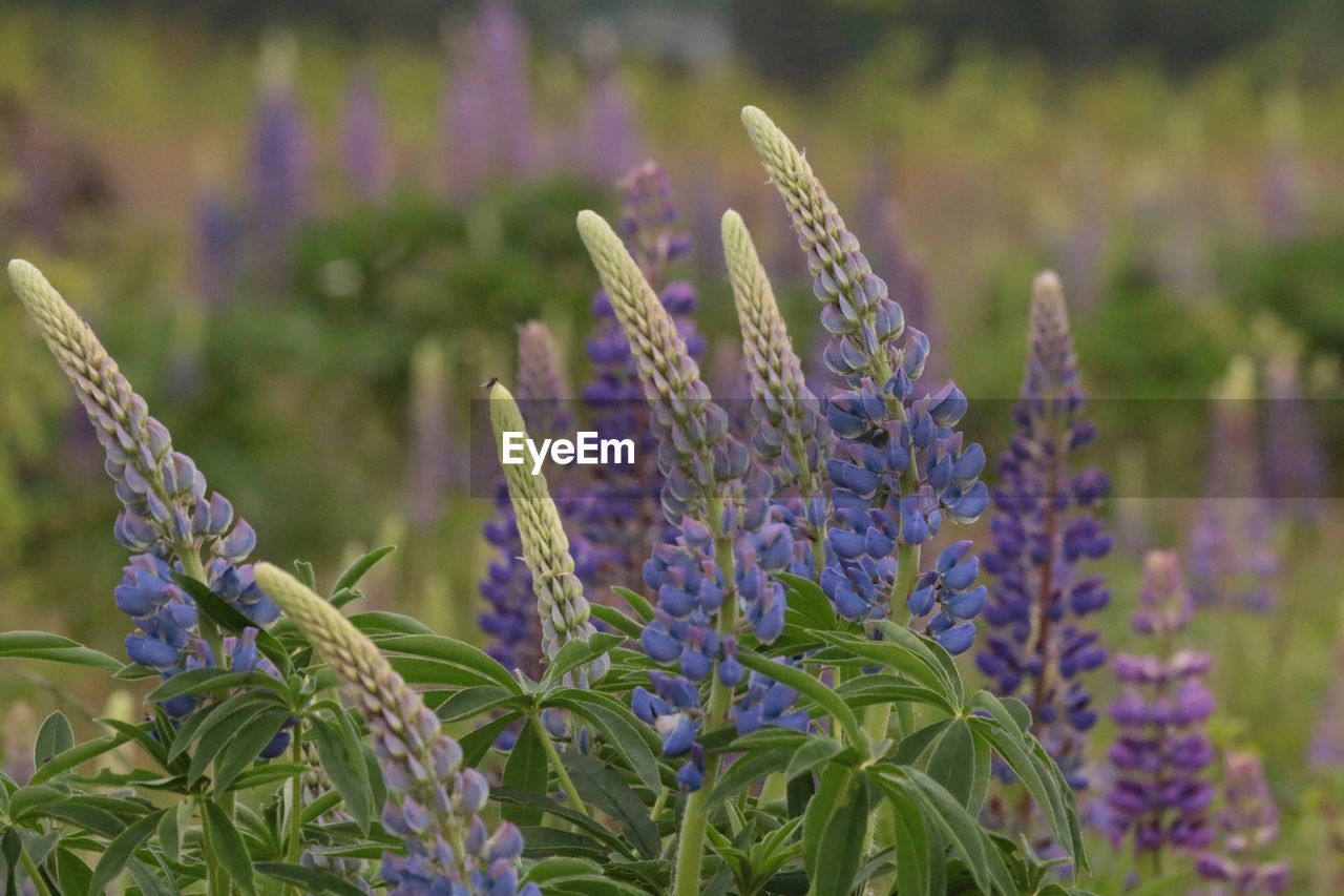 Close-up of lavender flowers