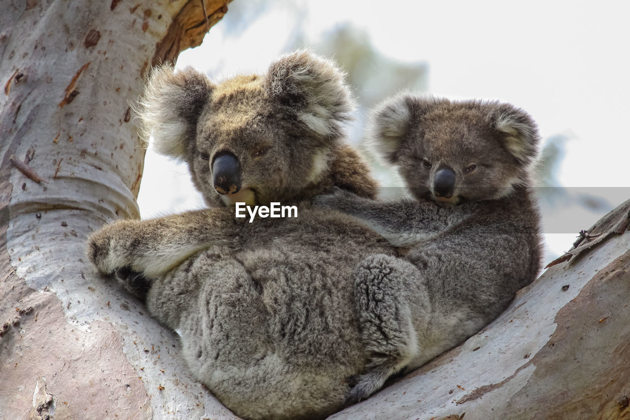 Close-up of koala with baby relaxing on a tree