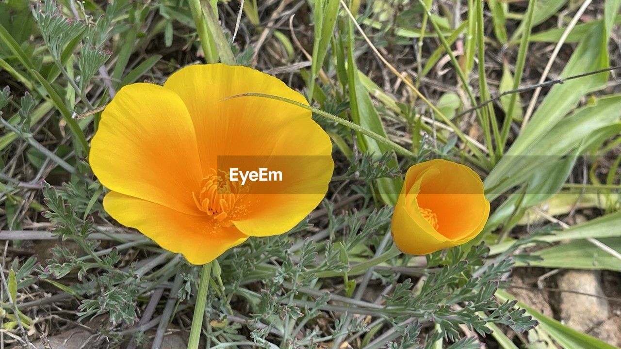 plant, flower, yellow, flowering plant, freshness, growth, nature, beauty in nature, close-up, fragility, flower head, petal, no people, inflorescence, land, field, wildflower, grass, outdoors, orange color, day, green, food, crocus, plant part