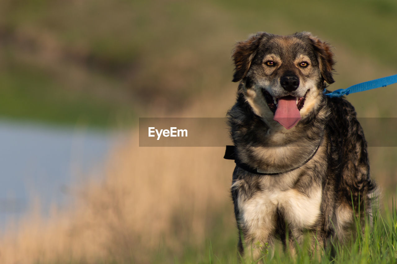 Dog looking away outdoors