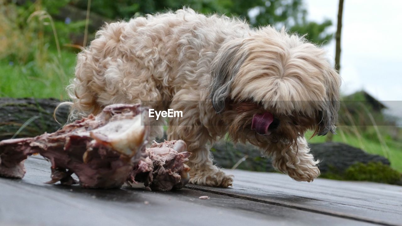 CLOSE-UP OF DOG WITH DOGS