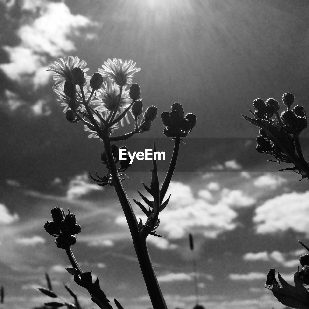 Low angle view of flowers and buds against sky