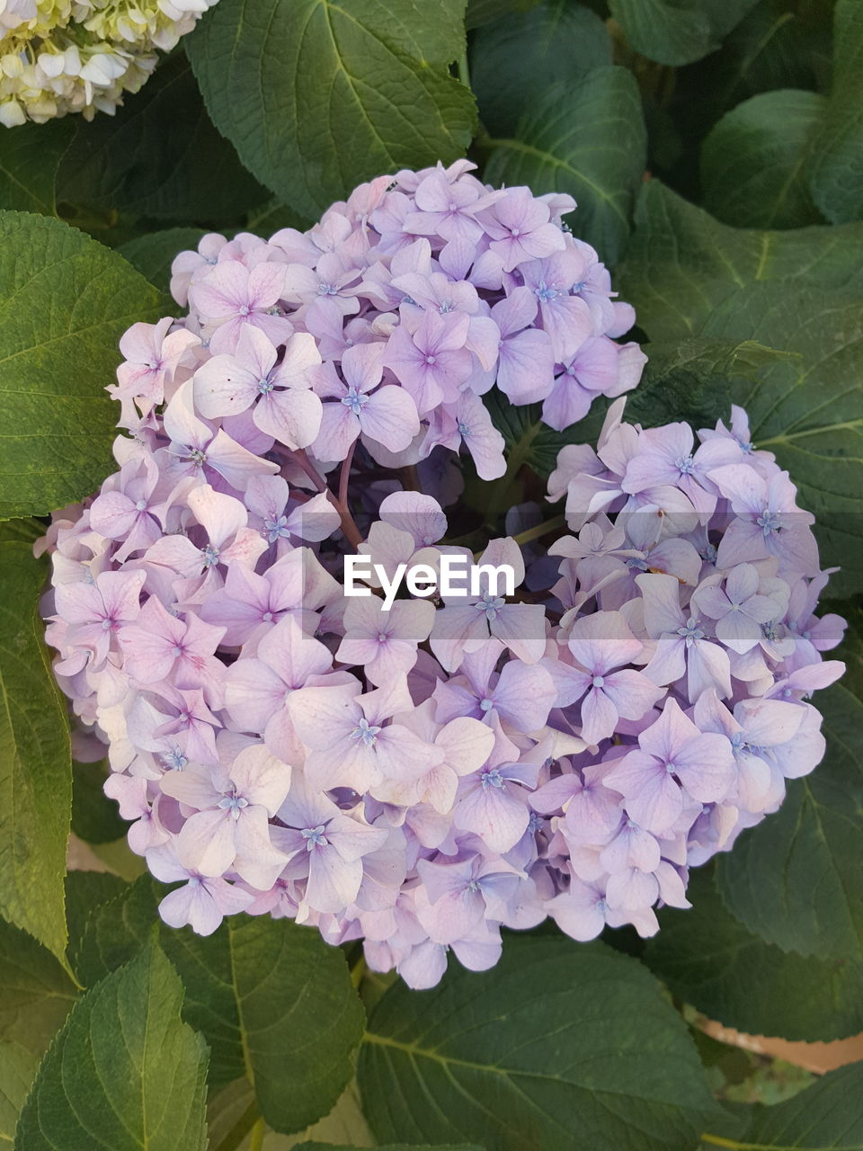HIGH ANGLE VIEW OF PURPLE HYDRANGEA BLOOMING IN PARK