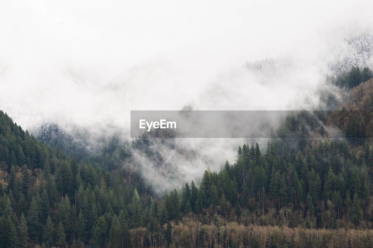 Panoramic view of pine trees in forest against sky