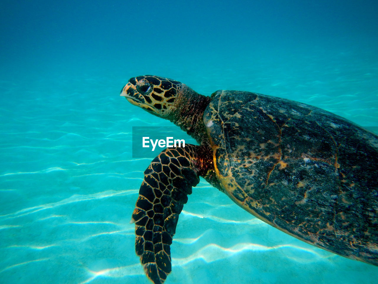 Turtle underwater close-up