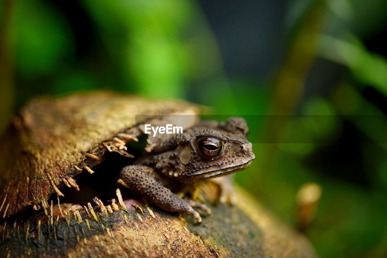 CLOSE-UP OF A LIZARD