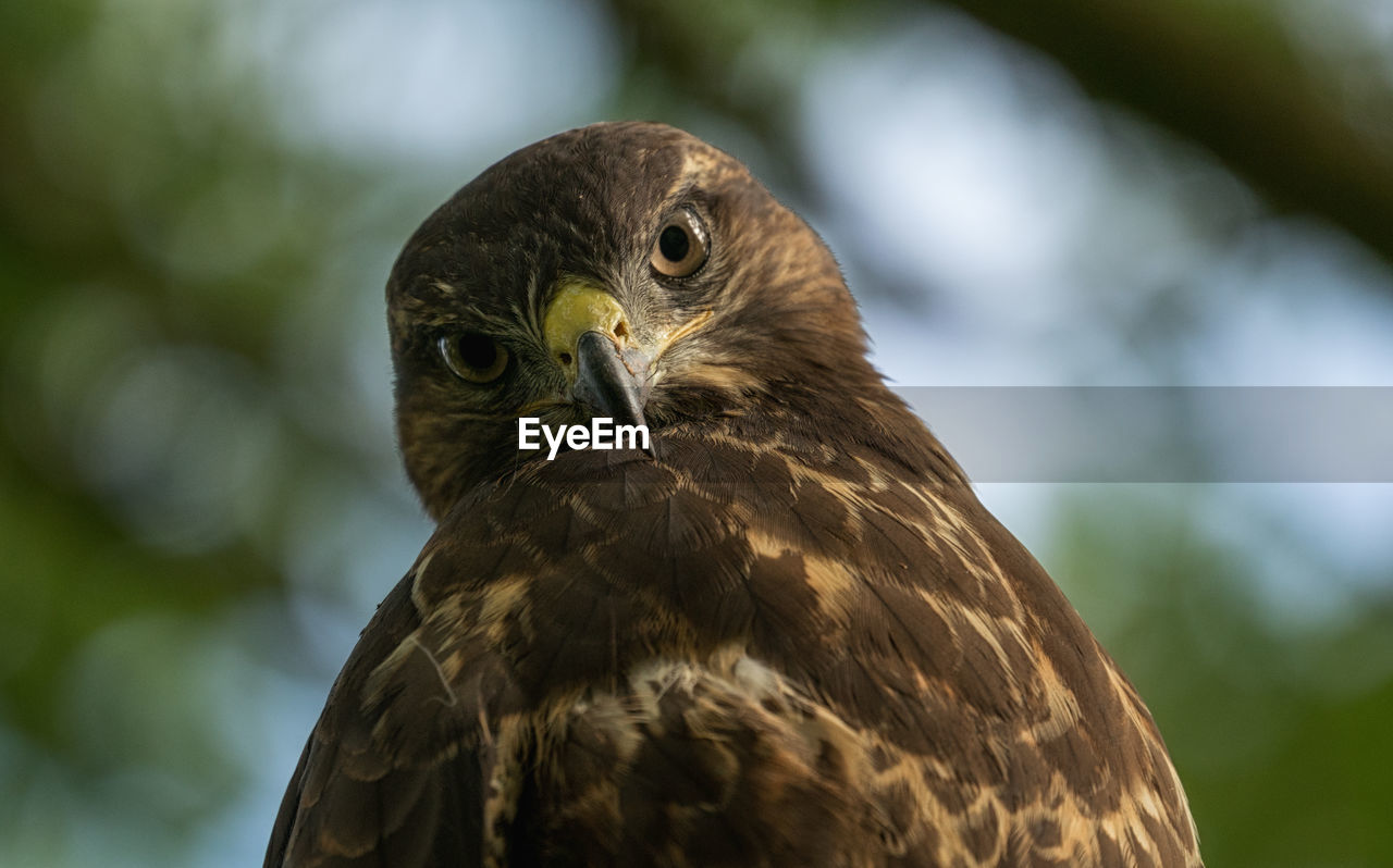 Close-up of falcon