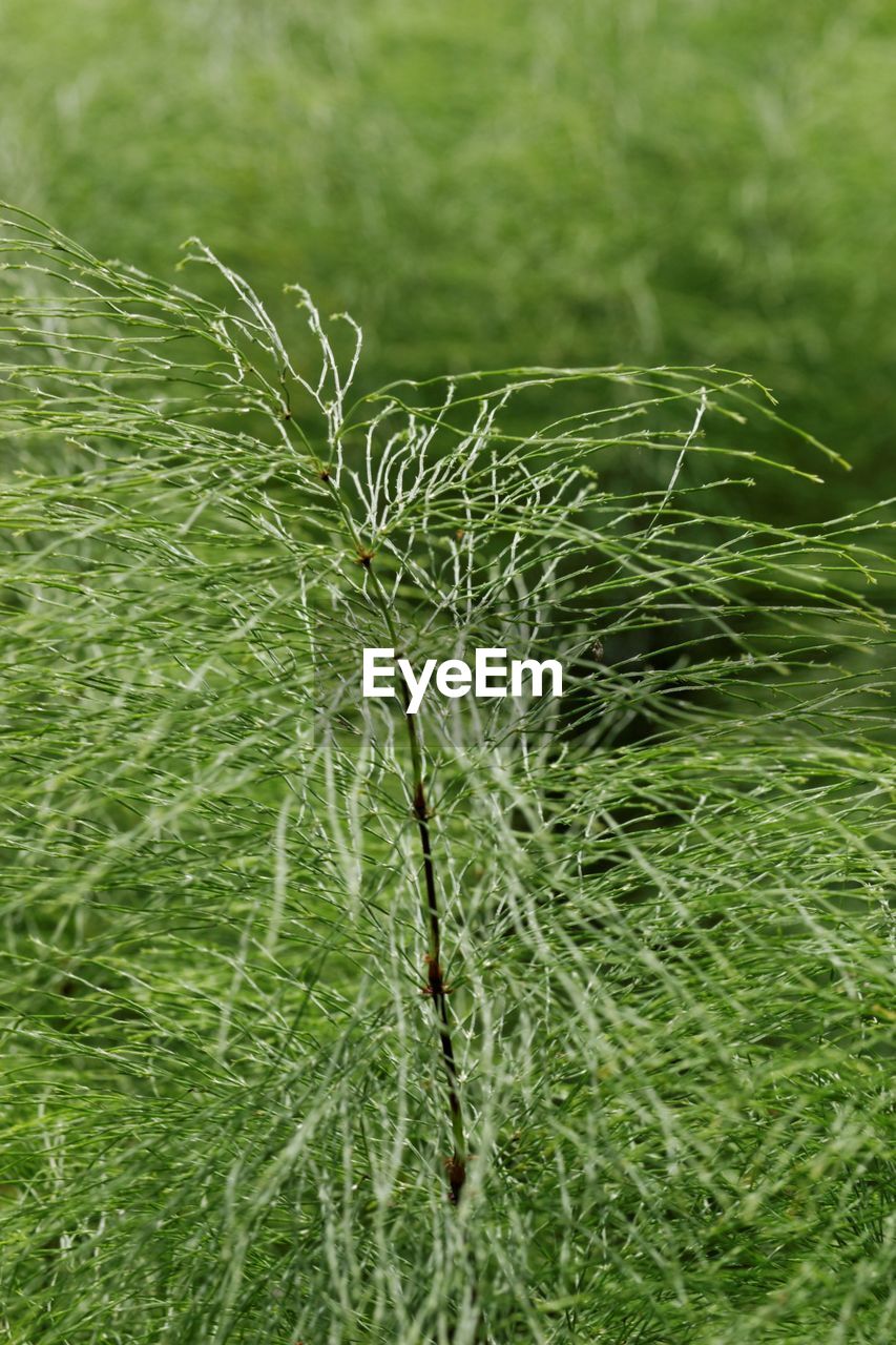 Close-up of plants