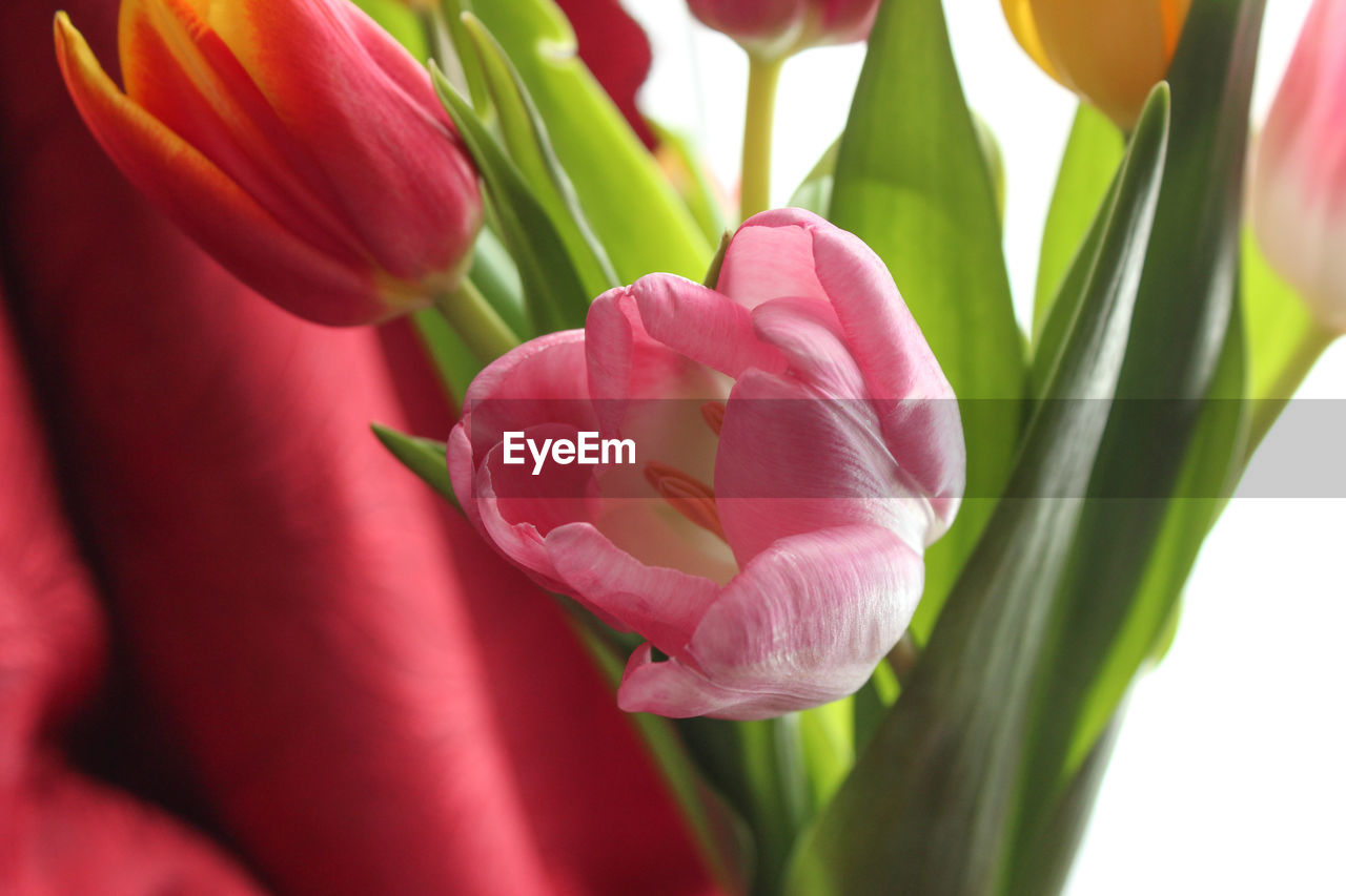 Close-up of flower blooming outdoors