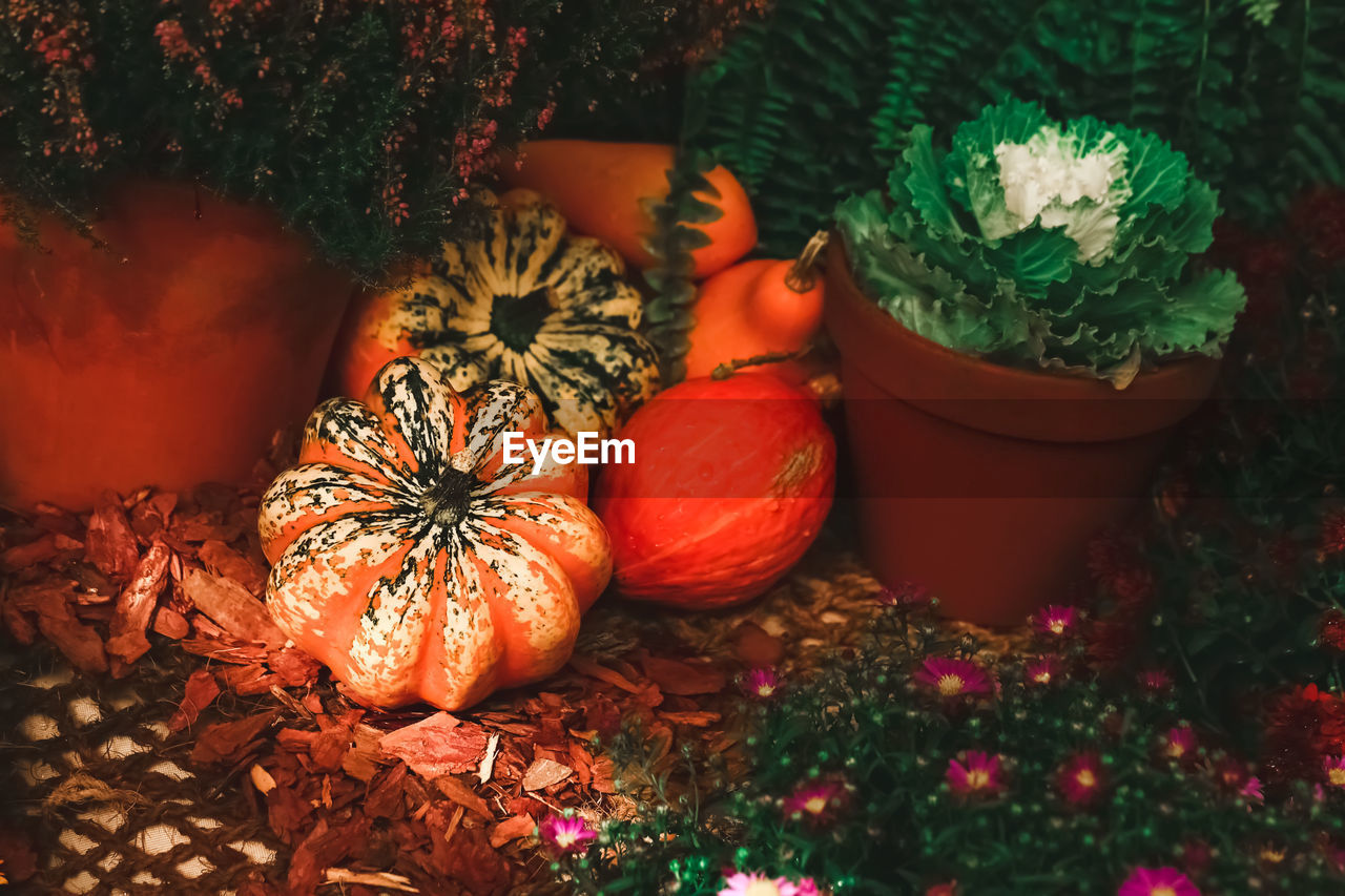 Autumn composition of different pumpkins with selective focus.