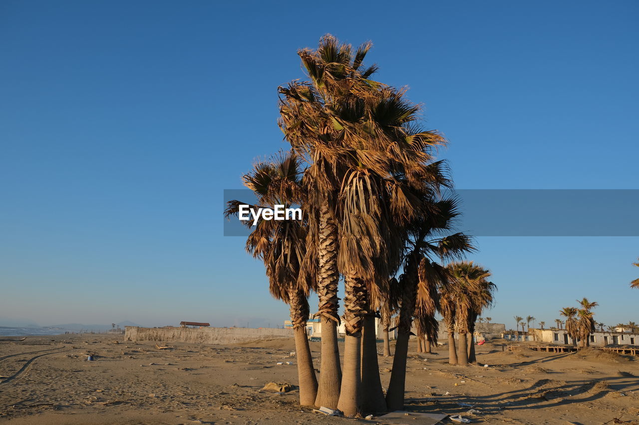 Trees on desert against clear blue sky