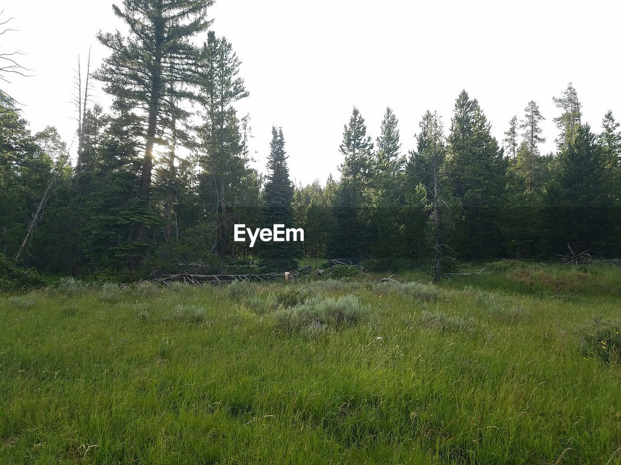 TREES ON GRASSY FIELD