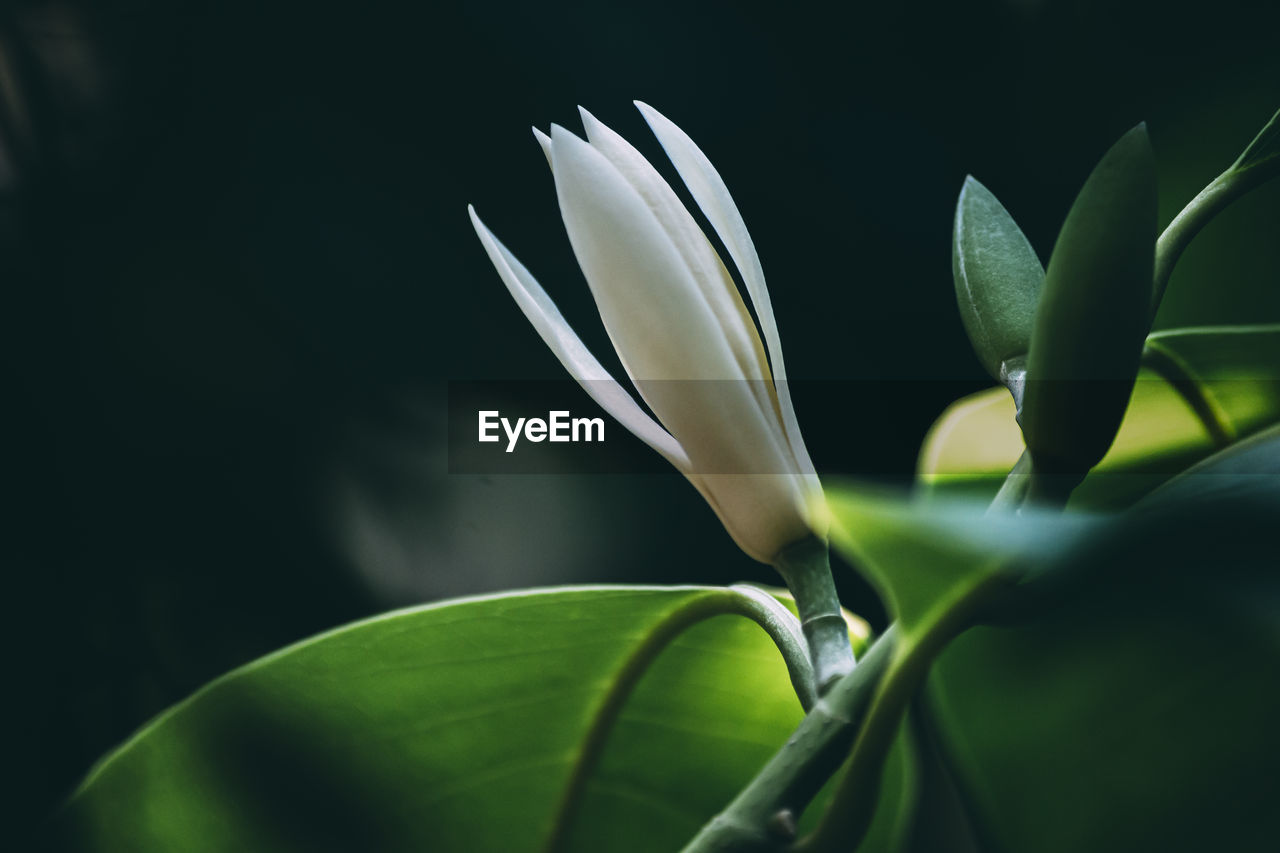 Close-up of white flowering plant